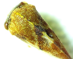 Cyrtolobus vau