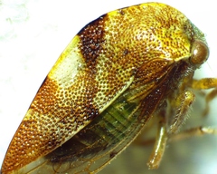 Cyrtolobus vau