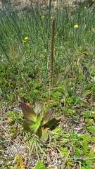 Plantago subnuda