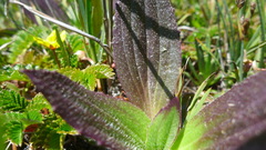 Plantago subnuda