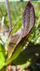 Plantago subnuda
