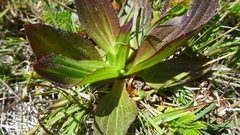 Plantago subnuda