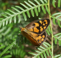 Heteronympha penelope