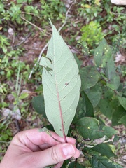 Asclepias variegata