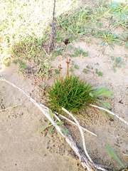 Juncus sonderianus