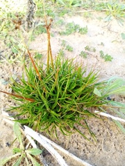 Juncus sonderianus