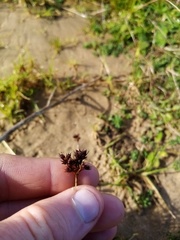 Juncus sonderianus