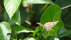 Dynamine postverta mexicana