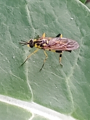 Xylomya terminalis
