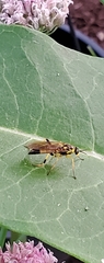 Xylomya terminalis