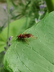 Xylomya terminalis