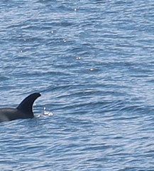 Lagenorhynchus albirostris