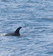 Lagenorhynchus albirostris
