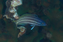 Halichoeres prosopeion