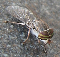 Tabanus pumilus