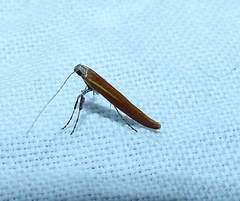 Caloptilia invariabilis