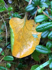 Rossmanomyces pyrolae