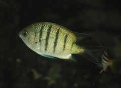Abudefduf whitleyi