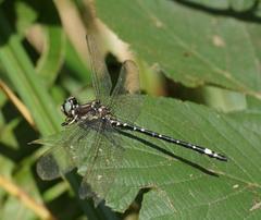 Eusynthemis brevistyla