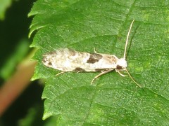 Nemapogon tylodes