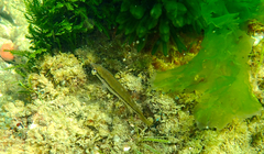Neoodax balteatus