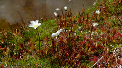 Drosera stenopetala