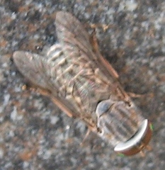 Tabanus pumilus