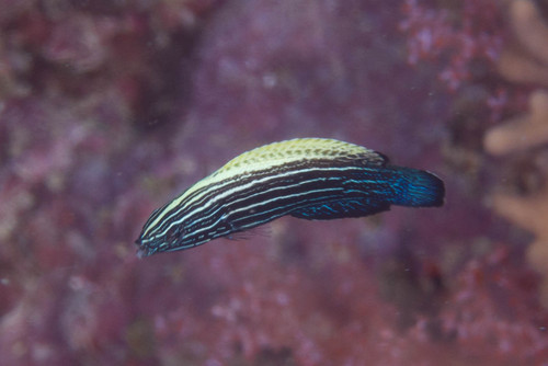 Yellowback tubelip (Labropsis xanthonota) — Labridae — 3