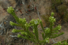 Crassula ericoides ericoides