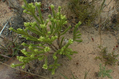 Crassula ericoides ericoides