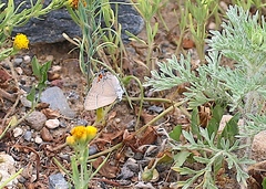 Satyrium favonius violae