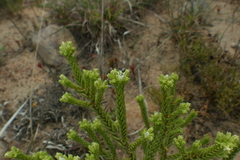 Crassula ericoides ericoides