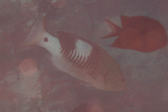 Gracila albomarginata