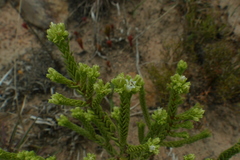 Crassula ericoides ericoides