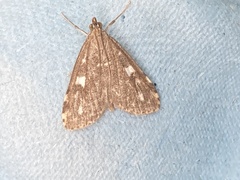 Udea olivalis