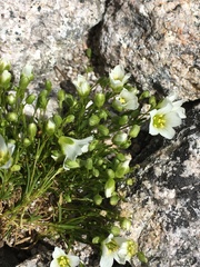 Mononeuria groenlandica