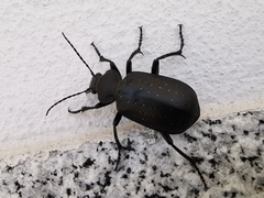 Calosoma maderae