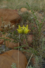 Aspalathus tridentata tridentata
