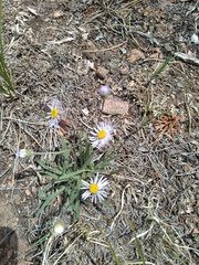 Erigeron vetensis