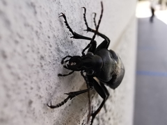 Calosoma maderae