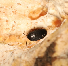Eustrophopsis