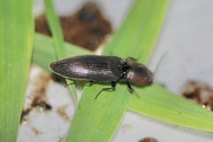Agriotes fucosus