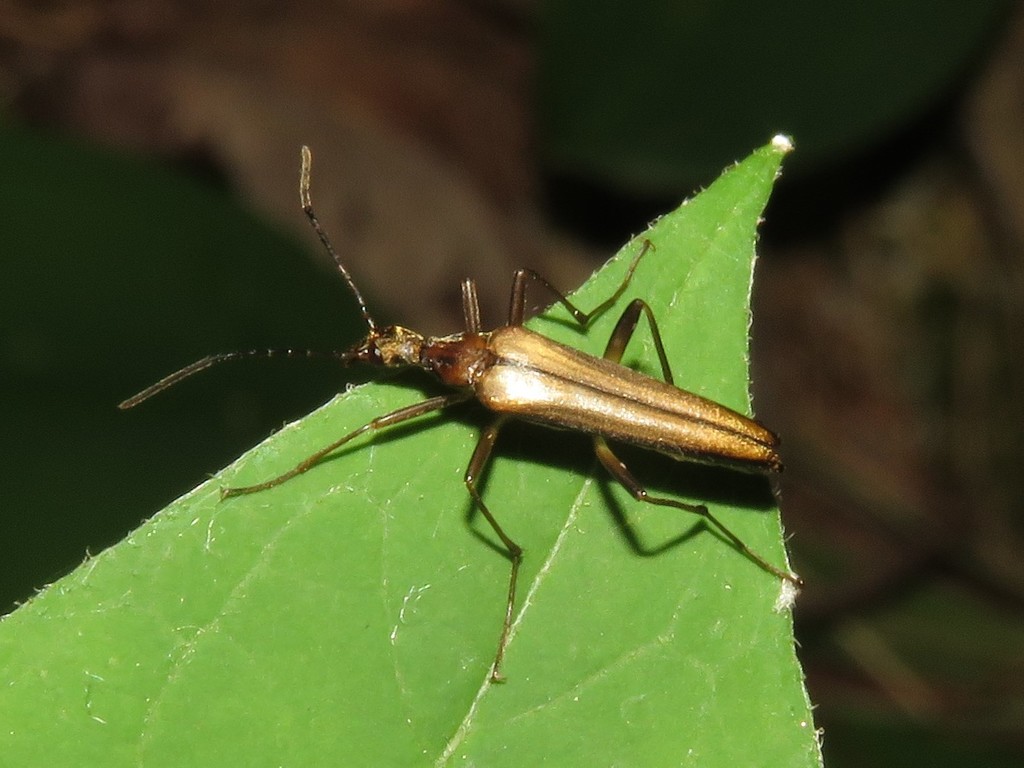 Cephaloon ungulare