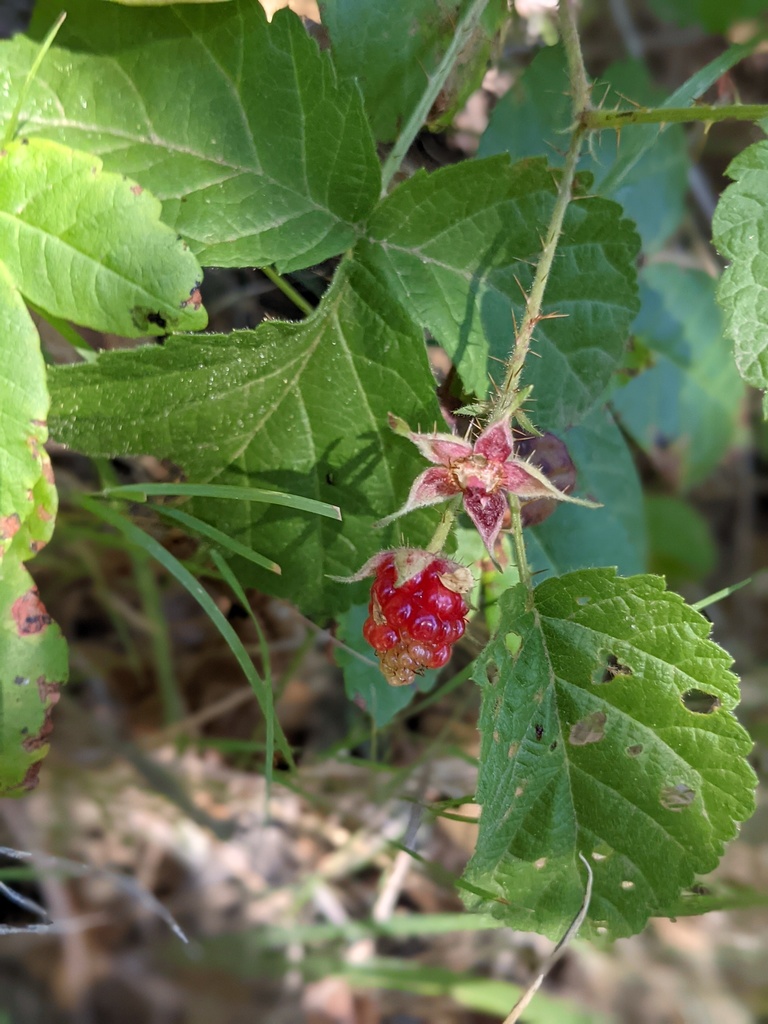 trailing blackberry (Don Castro Reg Park CA native plants) · iNaturalist