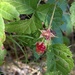 Rubus ursinus - Photo (c) Franco Folini, osa oikeuksista pidätetään (CC BY), lähettänyt Franco Folini