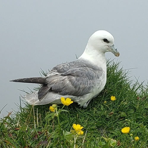 Northern Fulmar, photo 7 of 9
