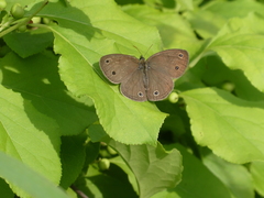 Megisto cymela cymela