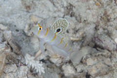 Amblyeleotris randalli