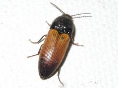 Ampedus apicatus