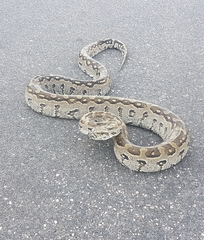 Python natalensis